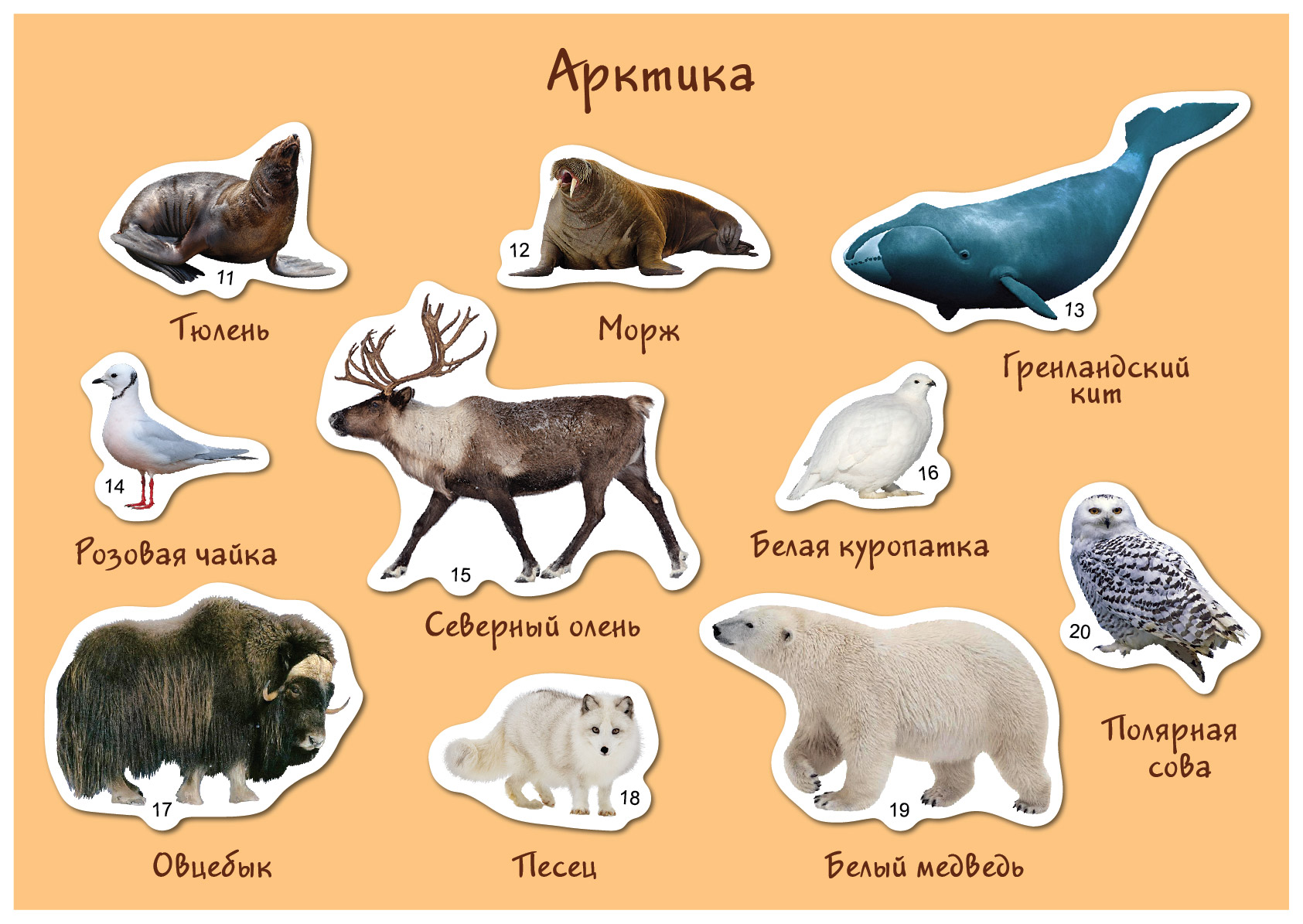 Животные севера с названиями